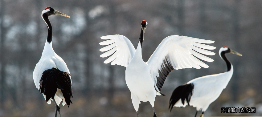 丹頂鶴自然公園